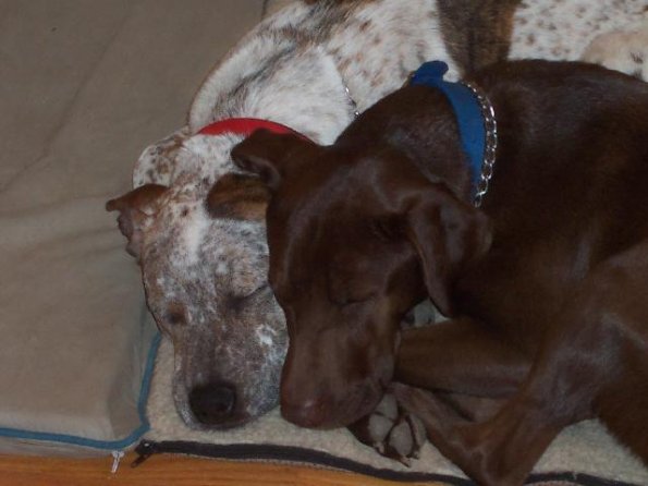 JojoSpeck_200612_28229_28Small29